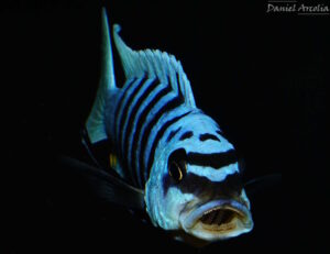 Metriaclima fainzilberi 'Maison Reef'